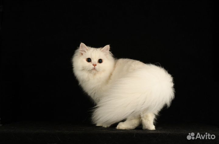 Персидский котик