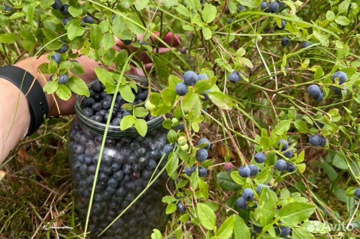 Черника свежая / ягоды