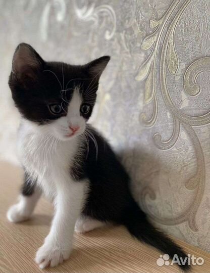 Котенок мальчик