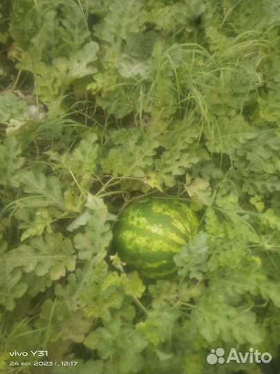 Арбуз с поле