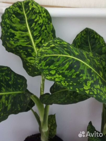 Диффенбахия рефлектор