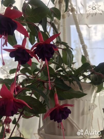 Фуксия сортовая