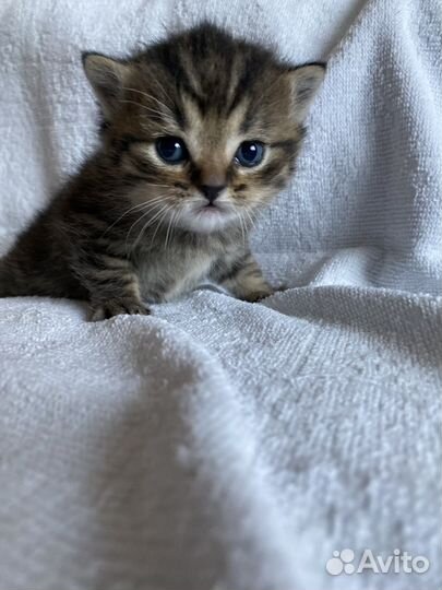 Котята