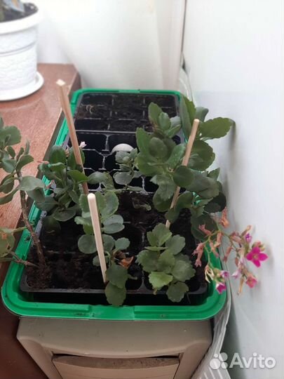 Каланхоэ цветущий