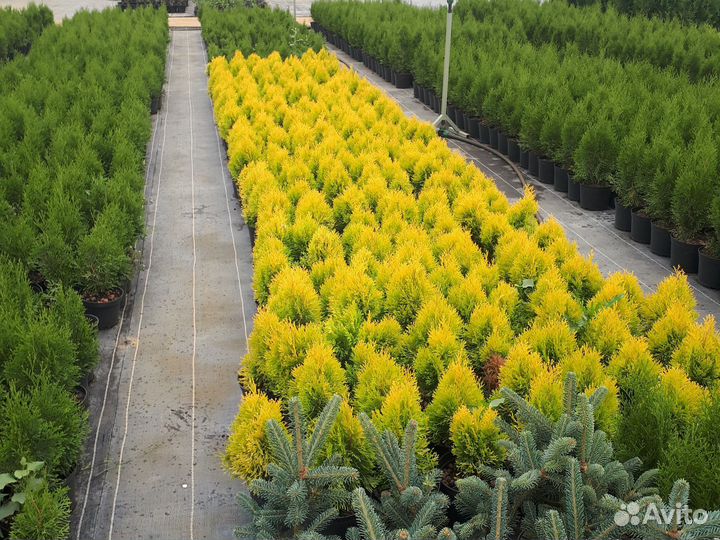 Туя западная Голден Смарагд