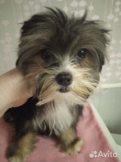 Цветные йорки