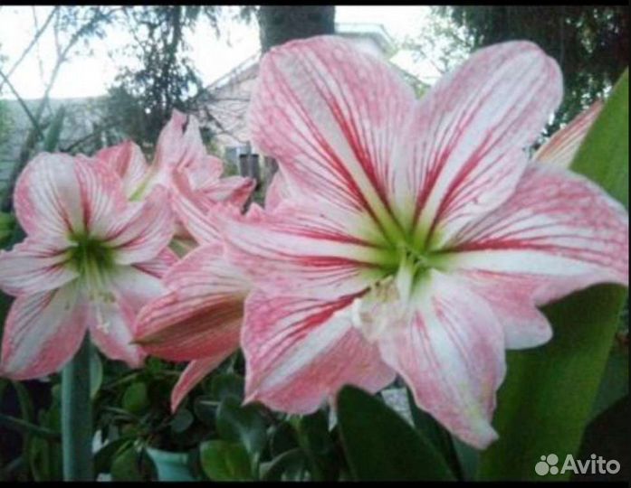 Гиппиаструм