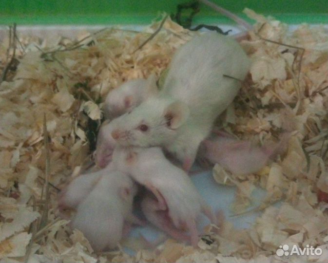 Отдам бесплатно