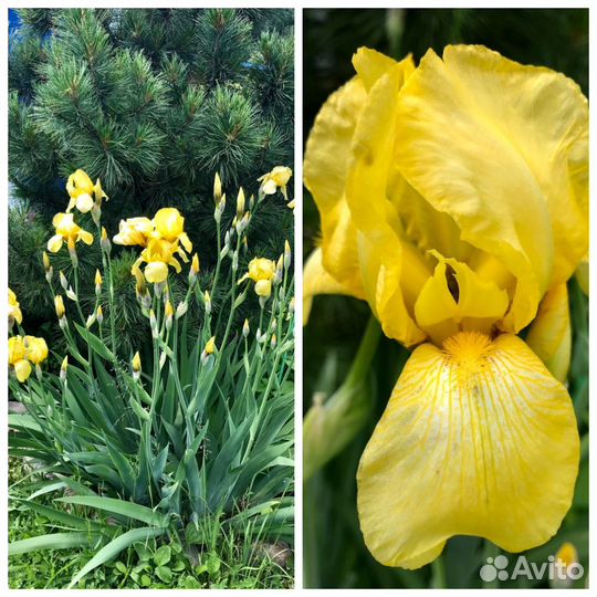 Саженцы ирисов бородатых