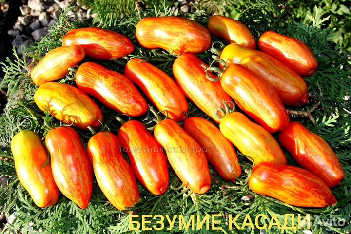 Семена коллекционных томатов