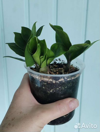 Замиокулькас