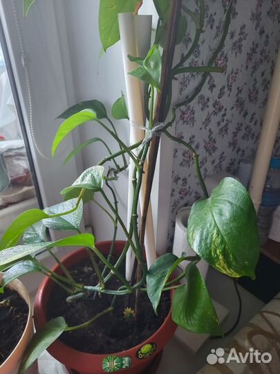 Эпипремнум