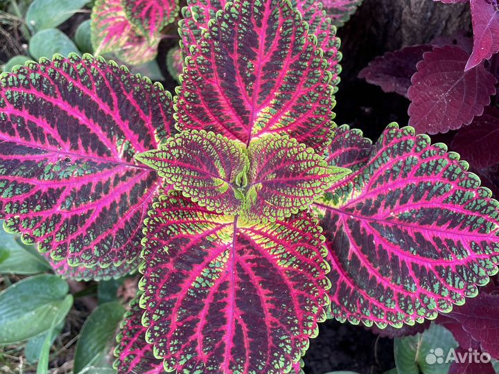 Колеусы 40 сортов