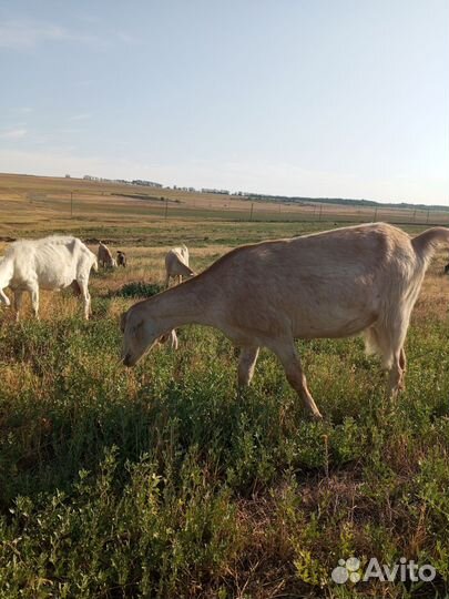 Козочки, козлики на племя и на мясо