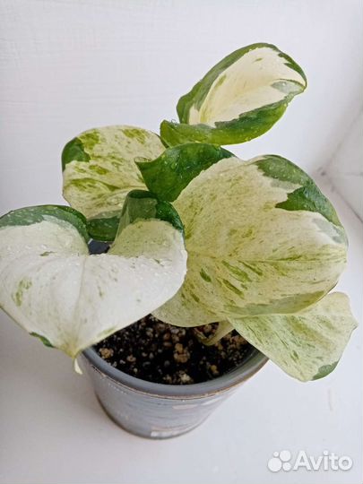 Сциндапсус мунлайт, Эпипремнум