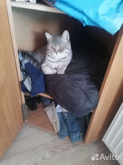 Британская кошка в дар