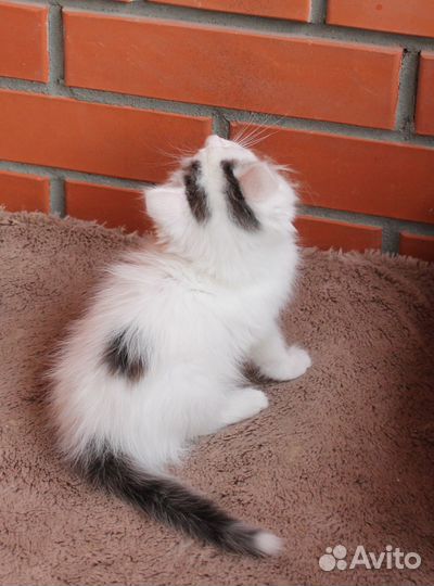 Котенок ищет дом