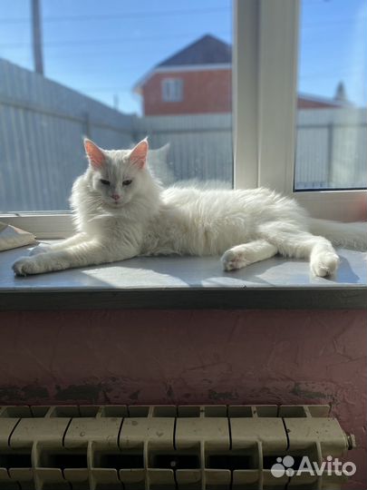Потерялась любимая кошка
