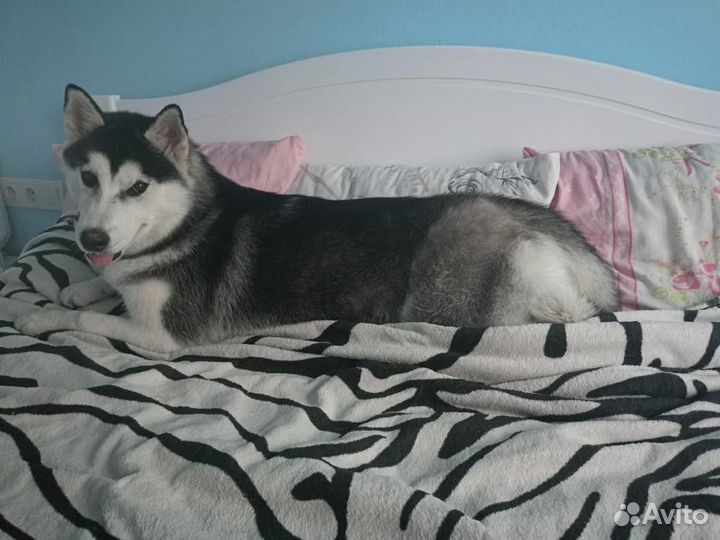 Хаски в добрые руки