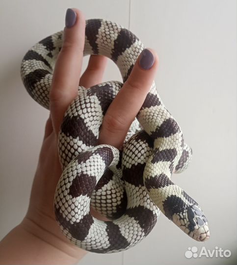 Калифорнийская королевская змея самка)