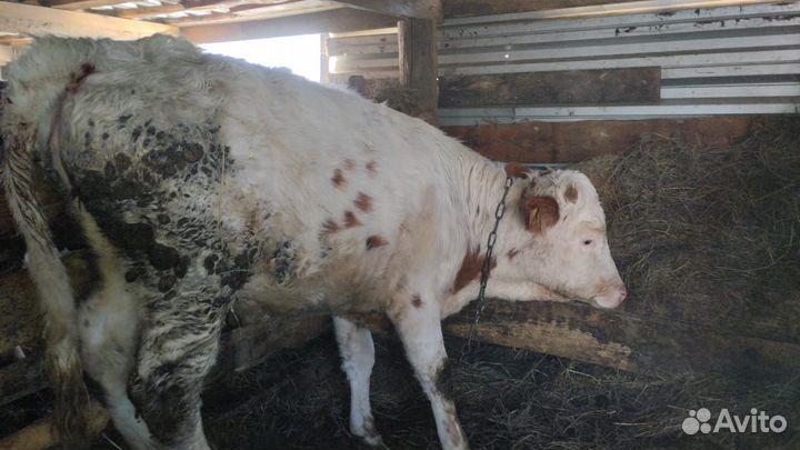 Быки и телка и телочка