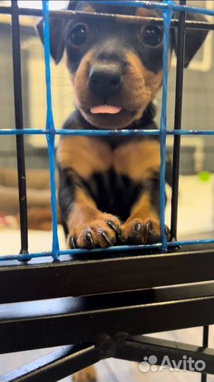 Цвергпинчер