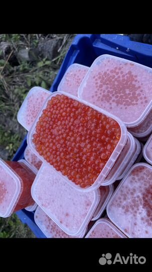 Красная икра горбуши