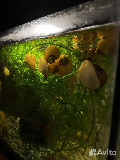 Улитки аквариумные ампулярии