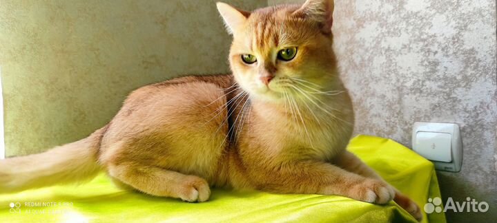 Шотландский кот на вязку (золотая шиншила)