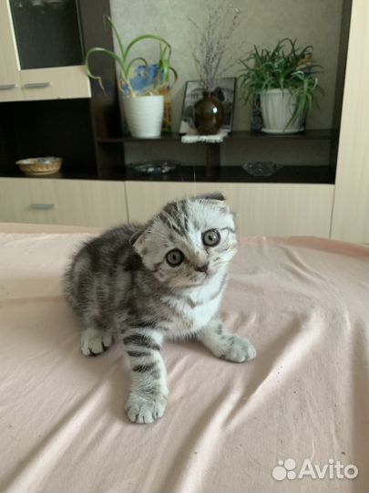 Шотландская вислоухая кошечка