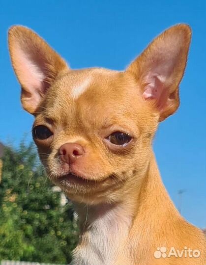 Мини - девочка гл/ш