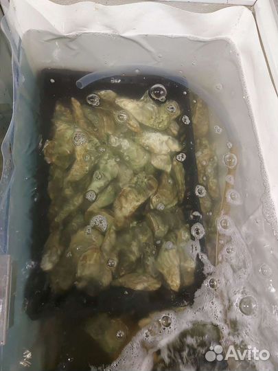 Живые устрицы опт, розница