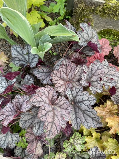 Многолетние цветы для сада