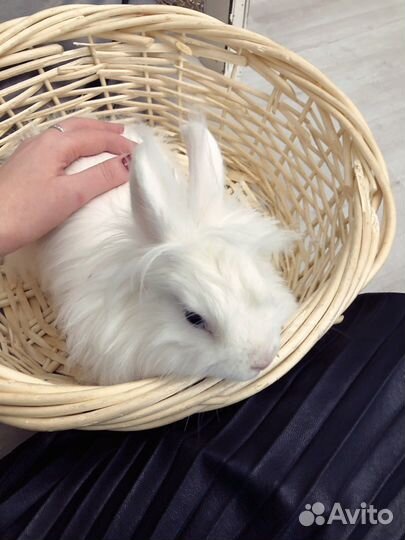 Передержка домашних животных