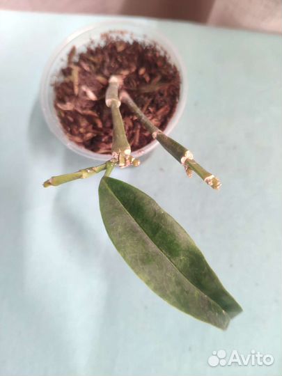 Хойи много. Часть 2