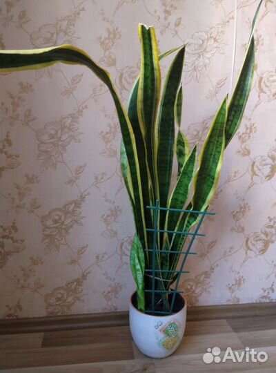 Сансевиерия, лилия