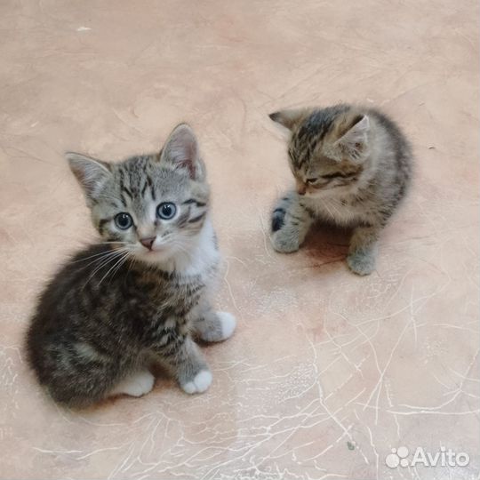 Отдам котенка в добрые руки