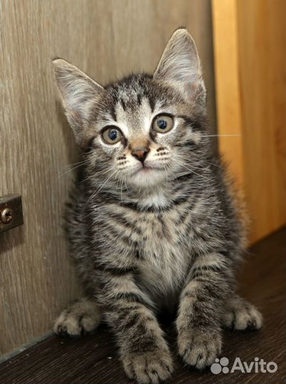 Котенок 2,5 месяца девочка