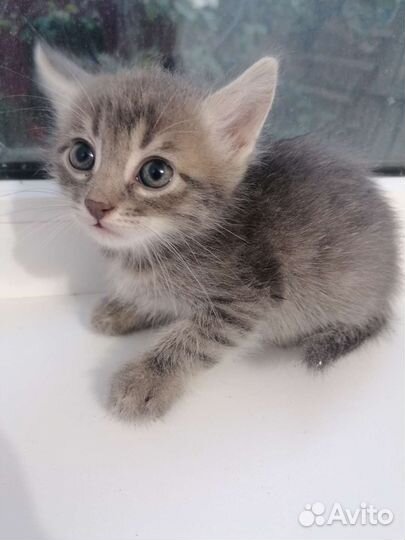 Игривый ласковый котенок в добрые руки