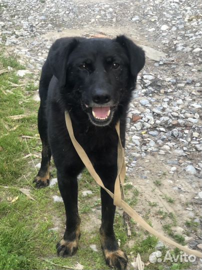 Собака в добрые руки