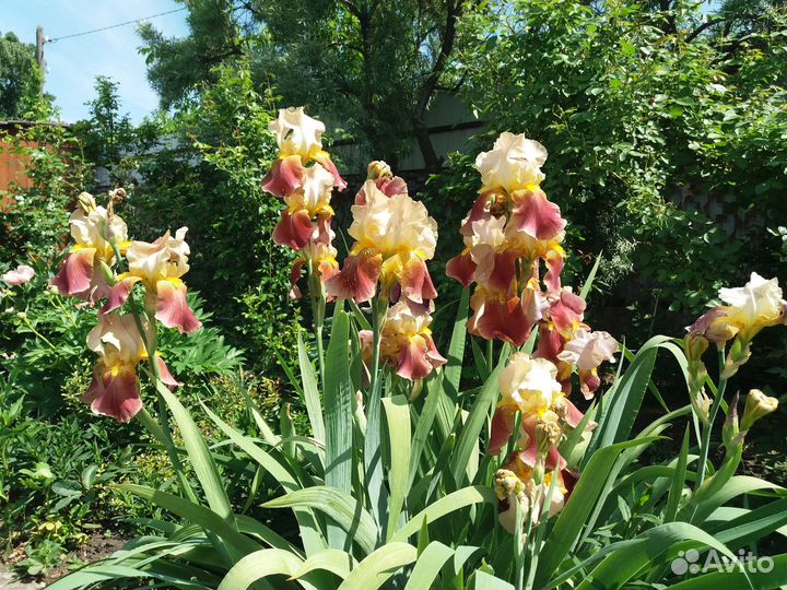 Ирисы бородатые, сибирские, злаковый