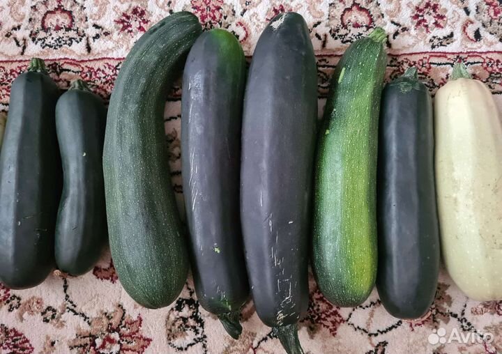 Кабачки домашние