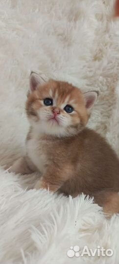 Британские котята золотая шиншилла