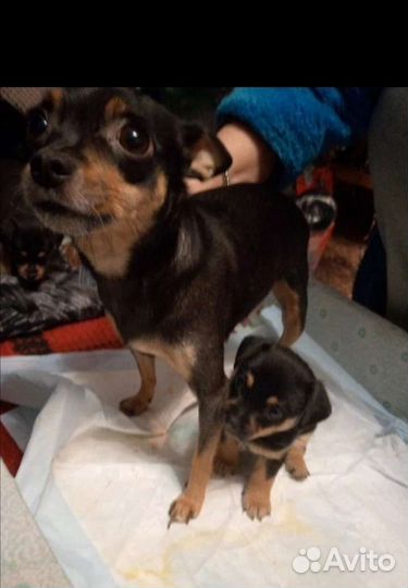 Мини той-терьер