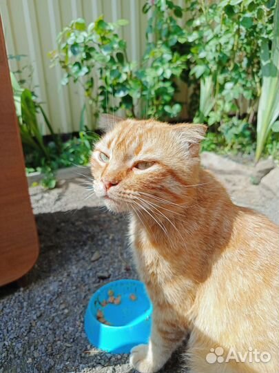 Рыжий кот