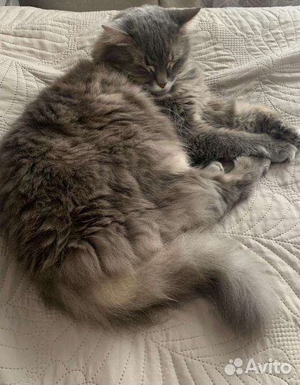 Отдам кошку в добрые руки