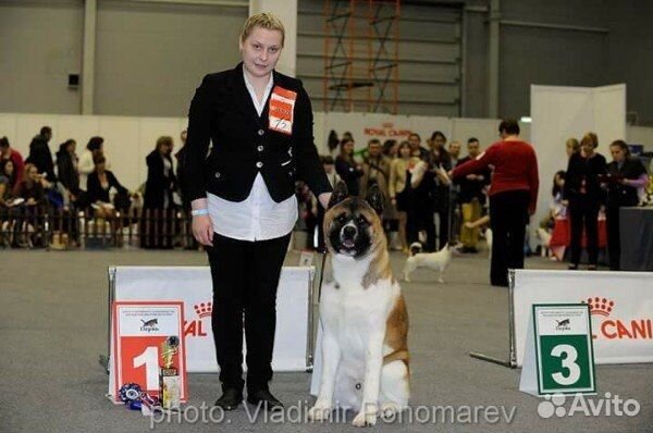 Академия Умных лап.Хендлинг.Дрессировка