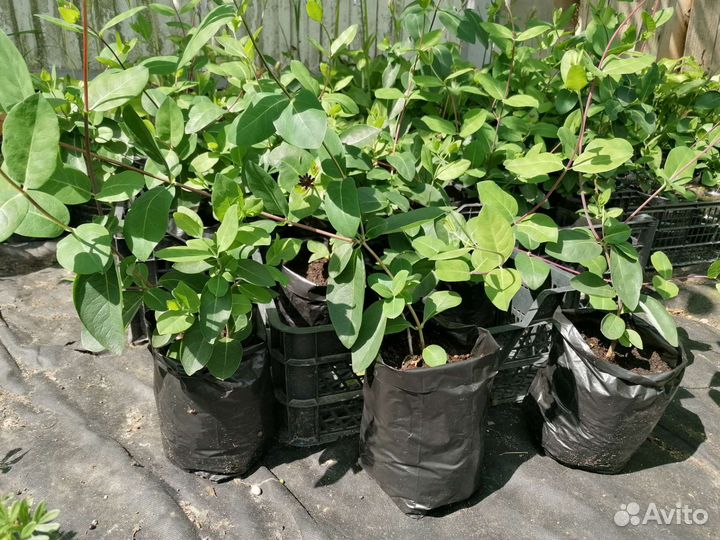 Жимолость Каприфоль