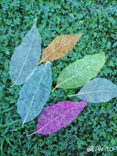 Сухоцветы для творчества