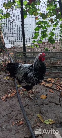 Петух виандот серебро